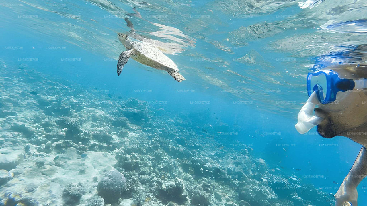 Snorkeling with Sea Turtles from Mirissa