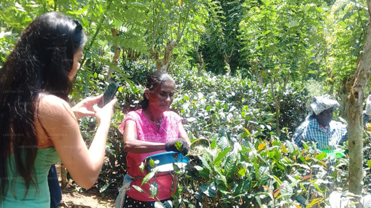 Explore Galle's hidden gems & Dine with Locals