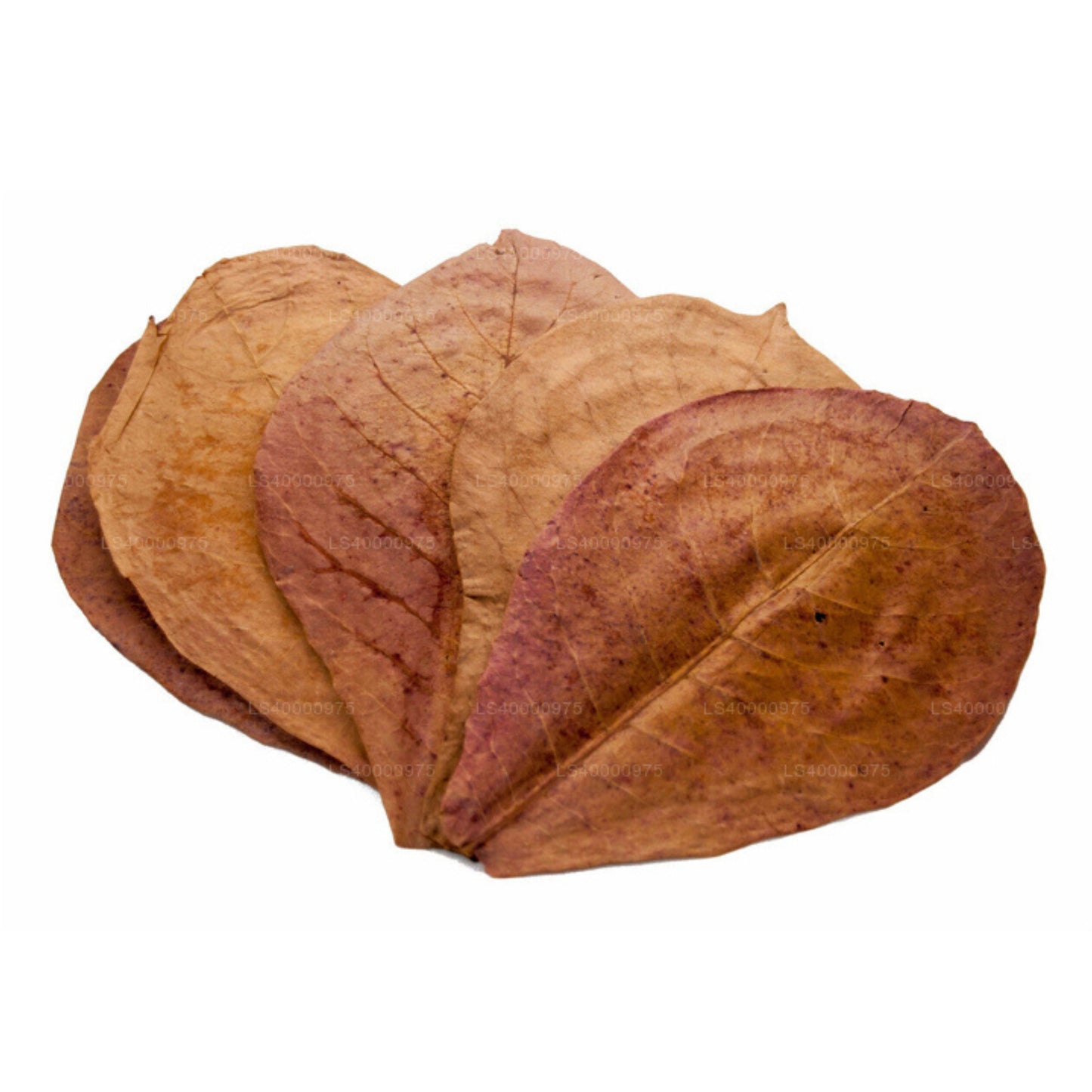 Lakpura® Wildcrafted Dehydrated Terminalia Catappa Leaves (Kottamba, Indian Almond) Pack