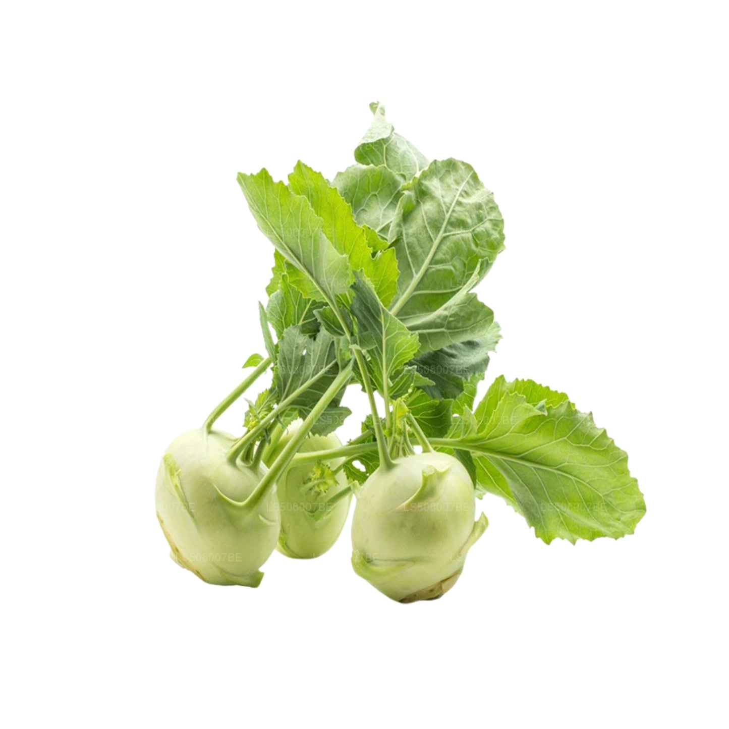 Lakpura® Knol Khol