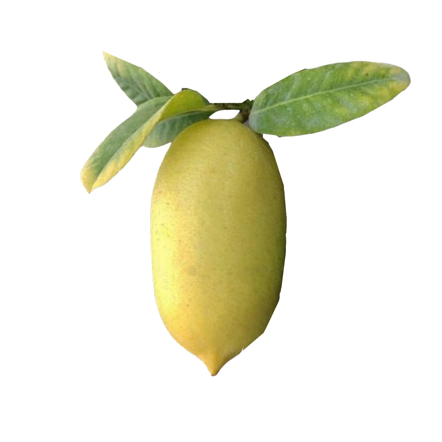 Lakpura Long Lemon Plant