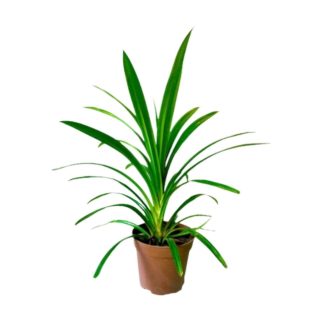 Lakpura Pandan Leaf Plants