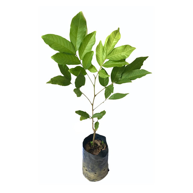 Lakpura® Malaysian Budded Red Rambutan Fruit Plant