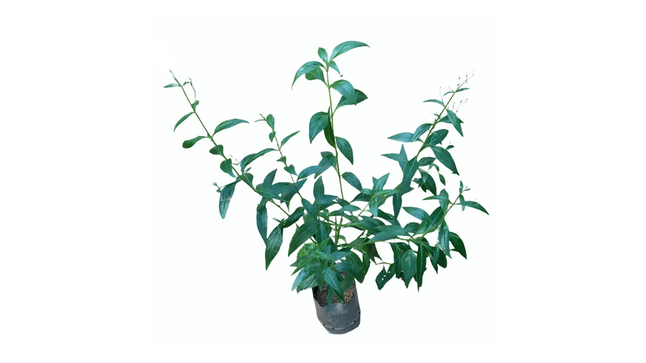 Lakpura Heen Binkohomba Plant