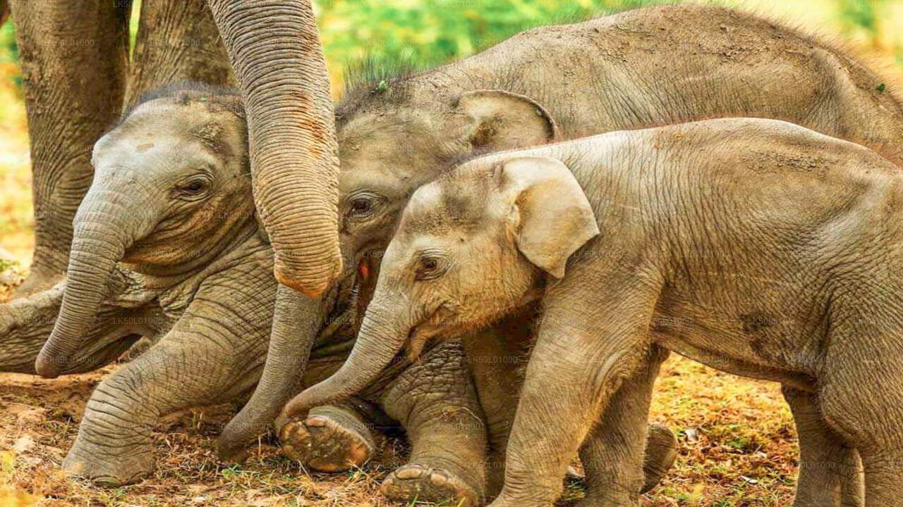 A group of elephants, including both adults and a baby elephant, in a natural setting with greenery and dirt ground.