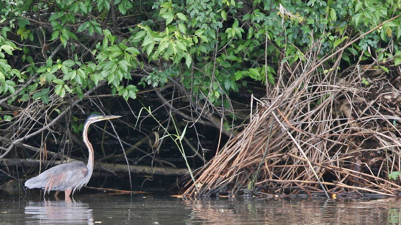 Madu River Safari and Turtle Hatchery from Kosgoda