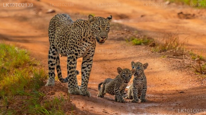 Private Tour from Mirissa to Arugam bay with Yala Safari