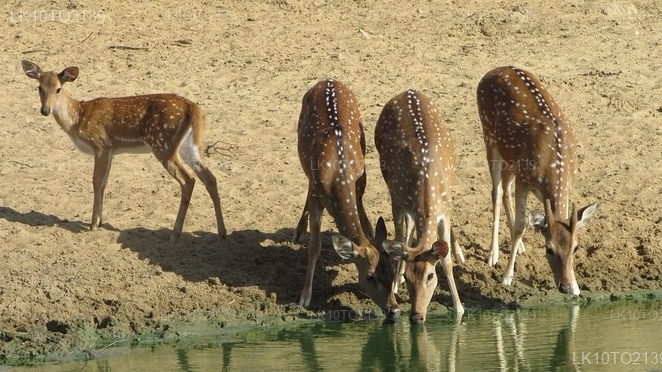 Private Tour from Mirissa to Arugam bay with Yala Safari