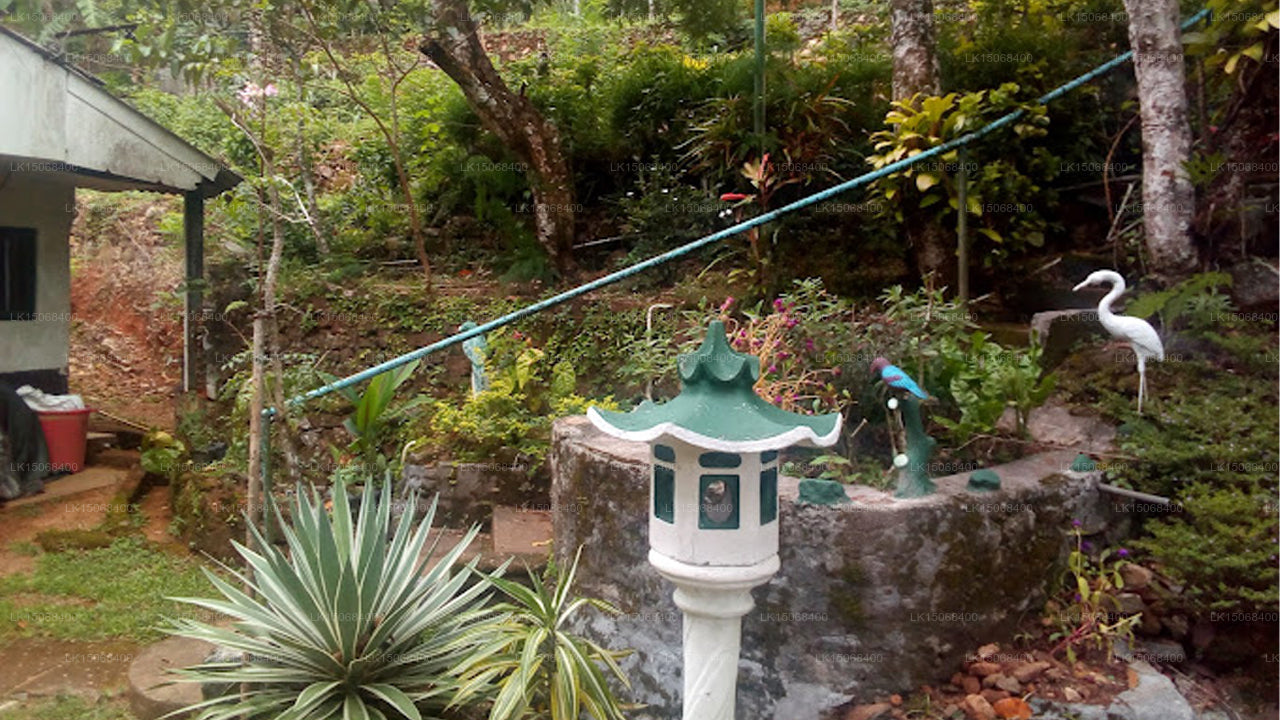 Pine Forest Inn Holiday Bungalow, Watawala