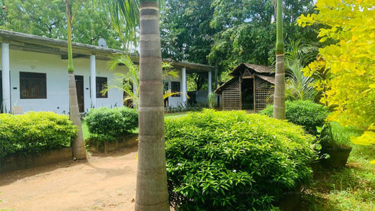 The Binthenna, Mahiyanganaya