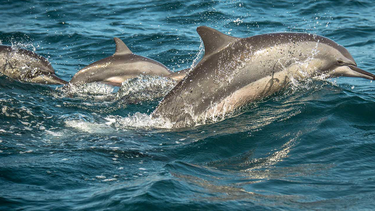 Big Game Camps & Lodge Alankuda, Kalpitiya