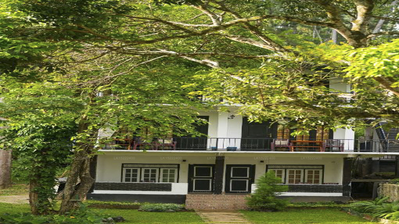 Forest Paradise, Ella