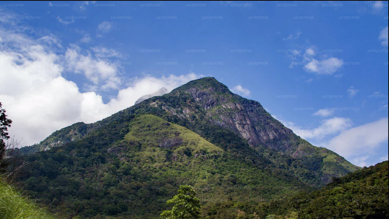 Bee View Home Stay, Kandy