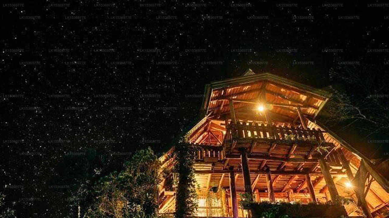 The Log, Nuwara Eliya