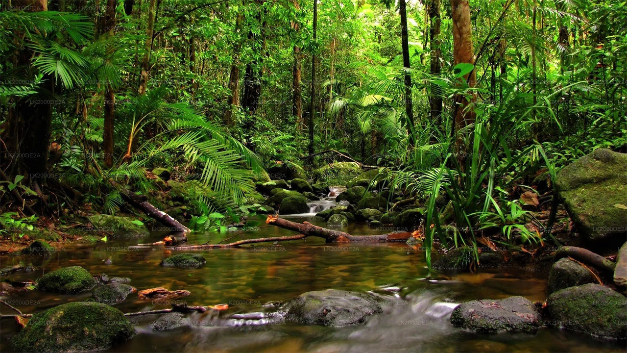 Sinharaja Forest Reserve Guided Tour with Entrance Tickets