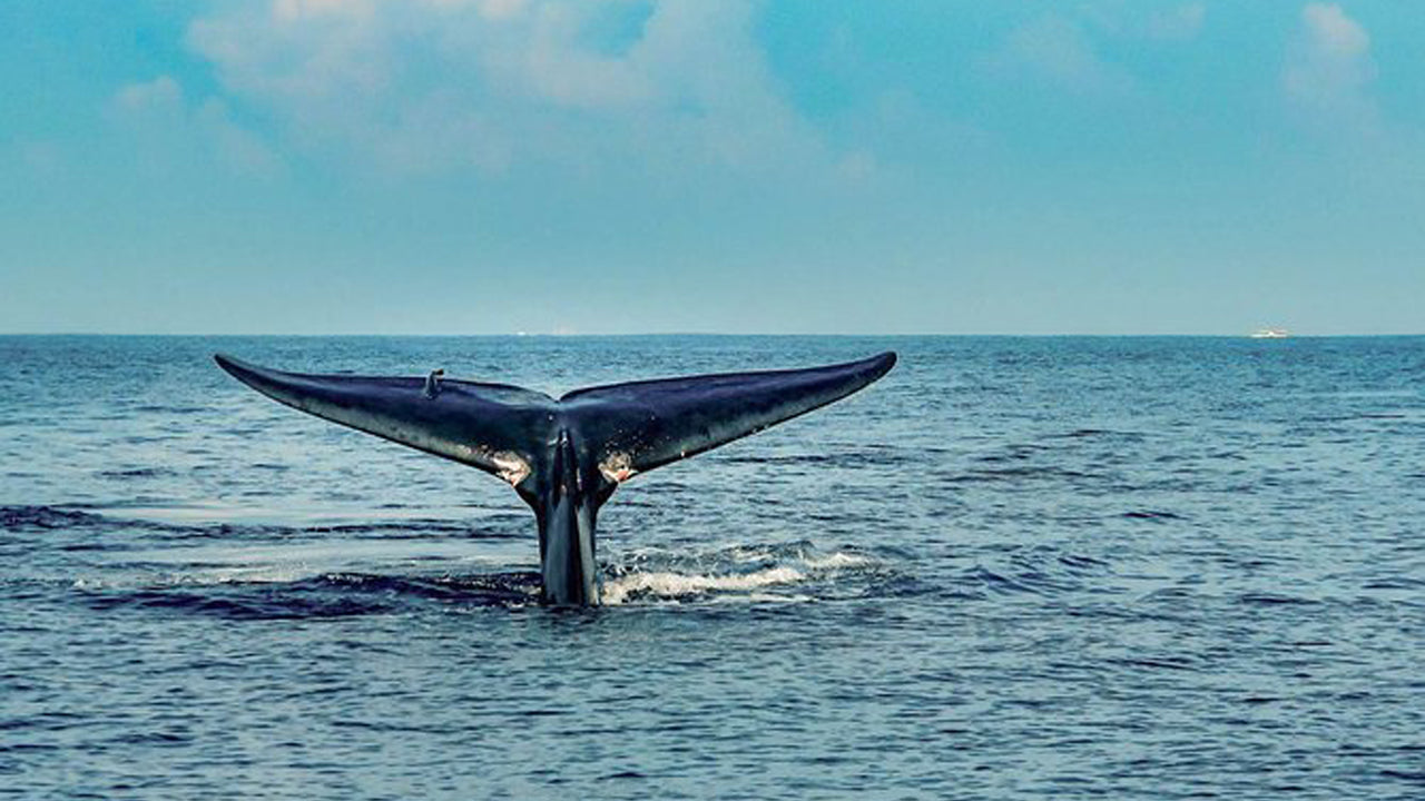 7 Hour whale watching shared cruise from Trincomalee