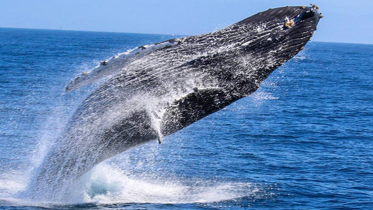 Private Whale Watching Tour by Luxury Speedboat from Mirissa