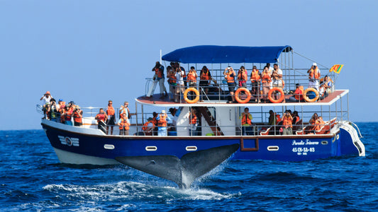 Whale Watching from Dikwella on Shared Boat