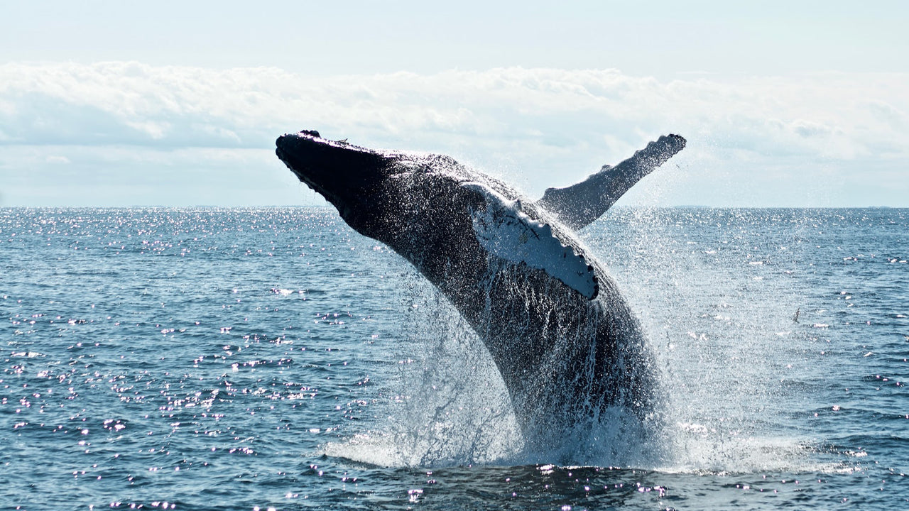 Whale Watching from Unawatuna on Shared Boat