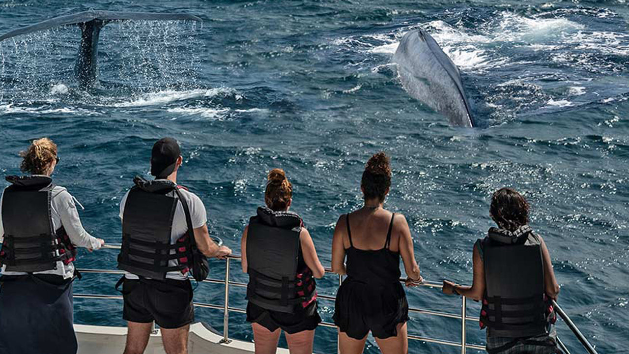 Whale Watching from Dikwella on Shared Boat