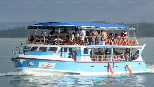 Whale Watching from Weligama on Shared Boat