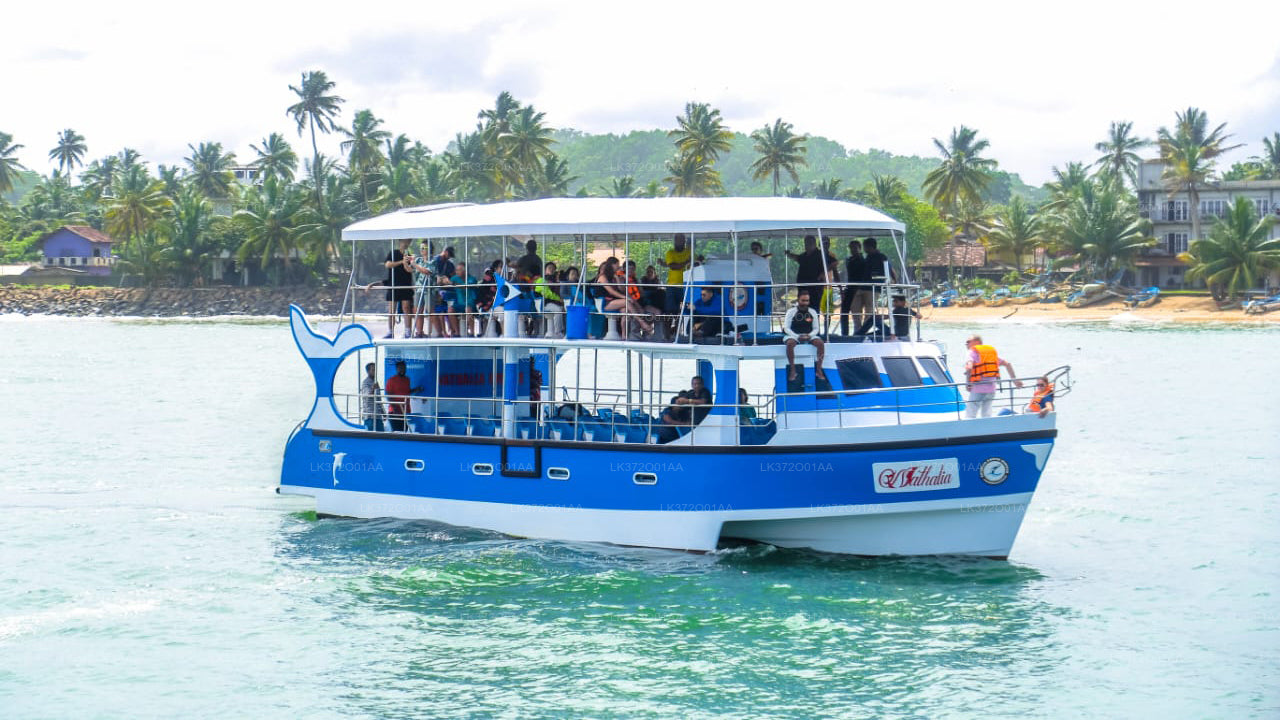 Whale Watching from Unawatuna on Shared Boat