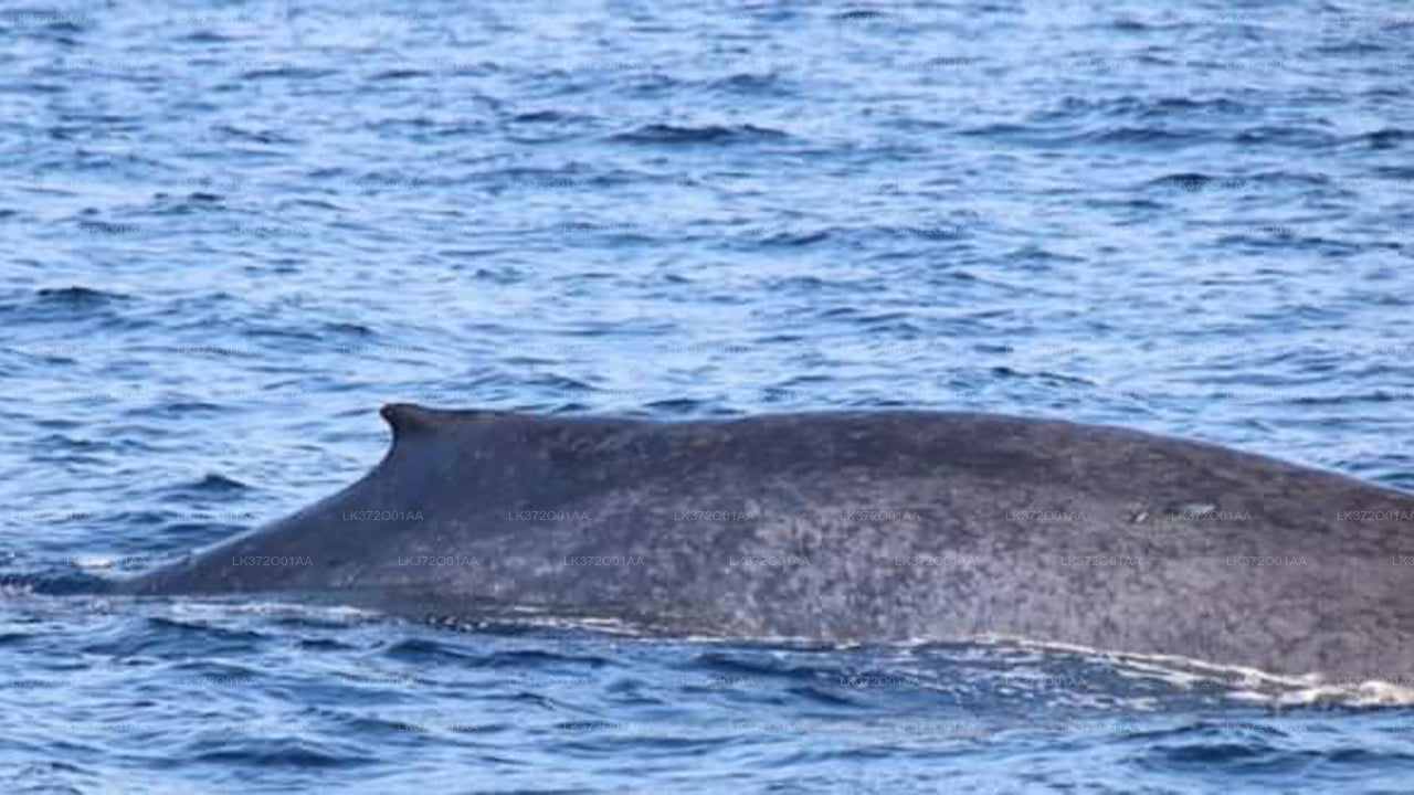 Whale Watching from Mirissa on Shared Boat