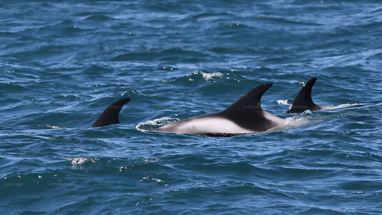 Dolphin Watching Boat Tour from Tangalle