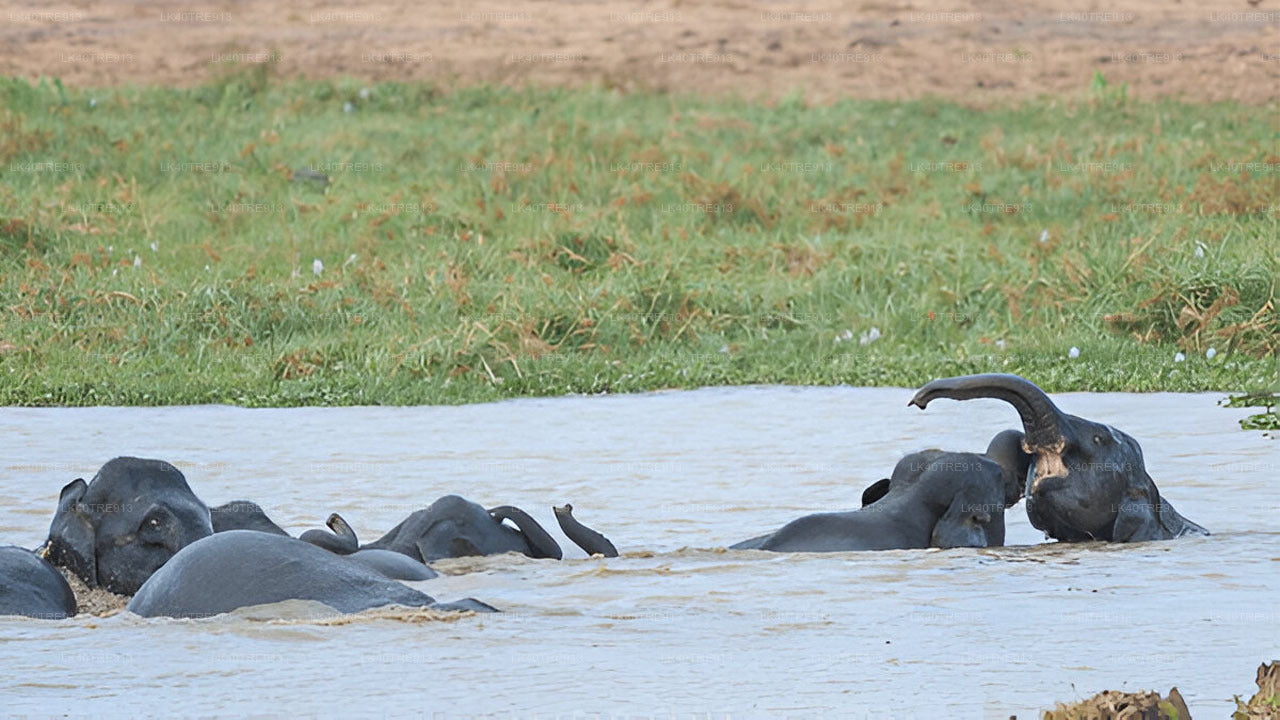 Private Tour from Sigiriya to Kandy with Wasgamuwa Safari