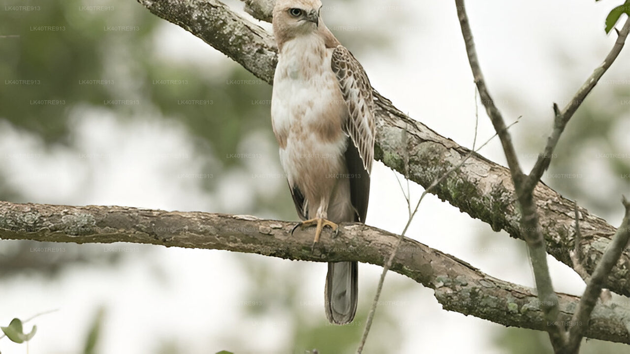 Private Tour from Sigiriya to Kandy with Wasgamuwa Safari