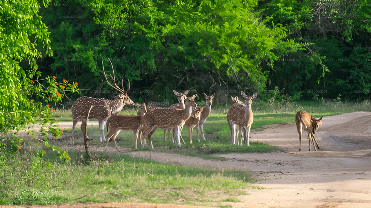 Private Tour from Hiriketiya to Ella with Yala Safari