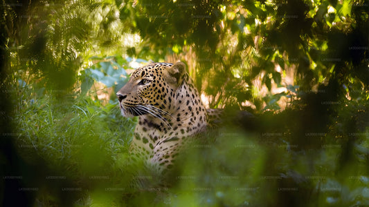 A leopard hidden in the foliage, showcasing its camouflage among the trees.