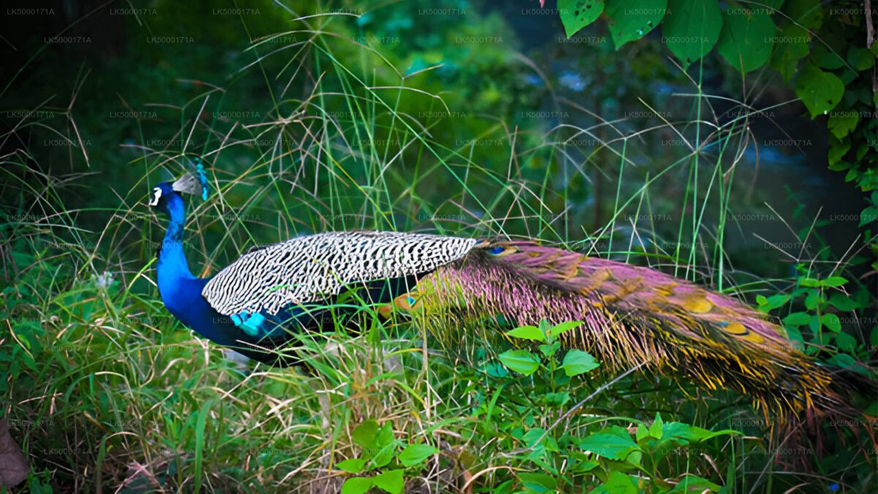 Private Tour from Ella to Tangalle with Udawalawe Safari