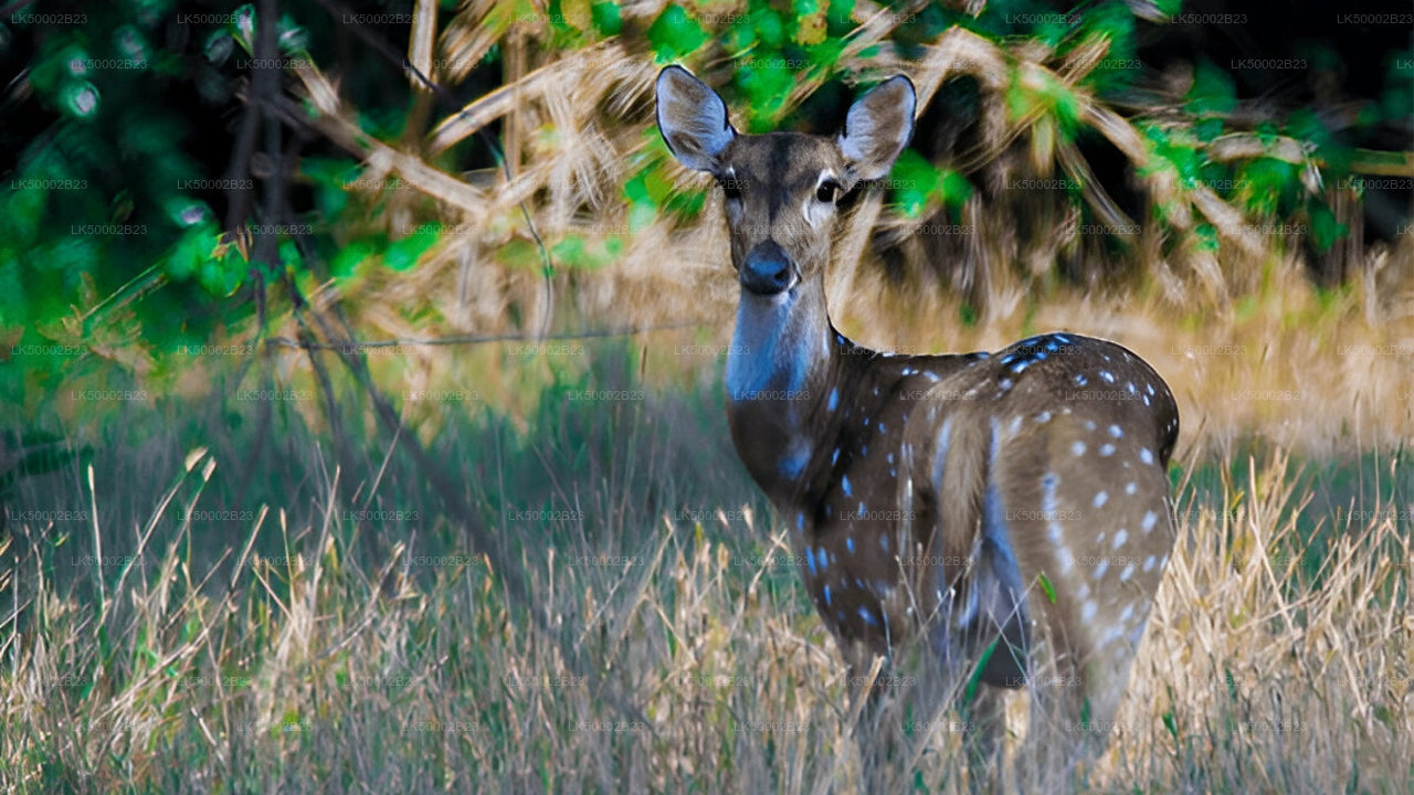 Private Tour from Polonnaruwa to Kandy with Wasgamuwa Safari