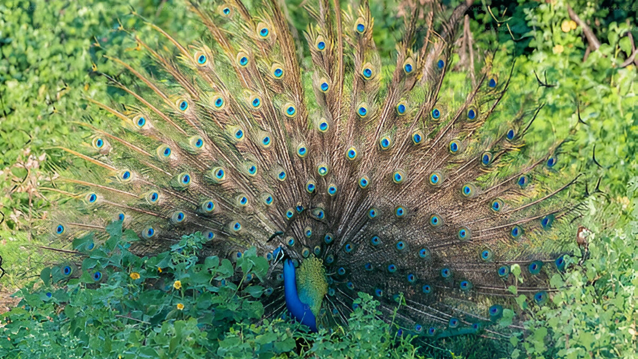 Private Tour from Ella to Weligama with Udawalawe Safari