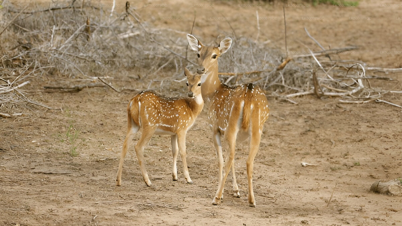 Private Tour from Ella to Tangalle with Yala Safari