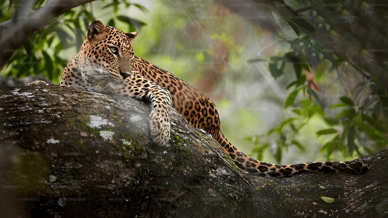 A leopard resting on a rock in a forested area, likely in Yala National Park.