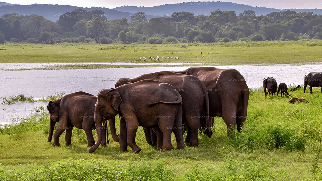 Private Tour from Weligama to Ella with Udawalawe Safari