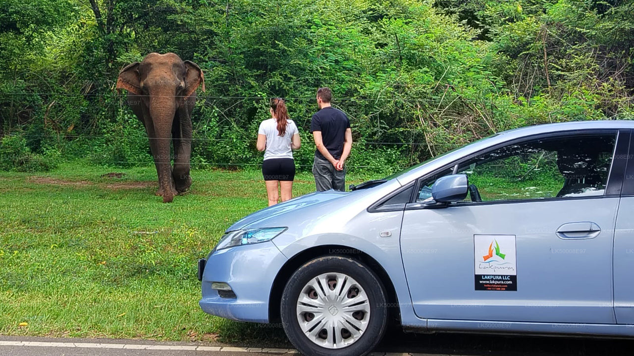 Private Tour from Weligama to Ella with Udawalawe Safari