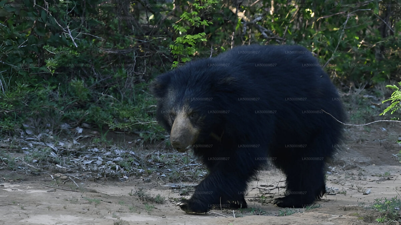 Private Tour from Weligama to Ella with Yala Safari