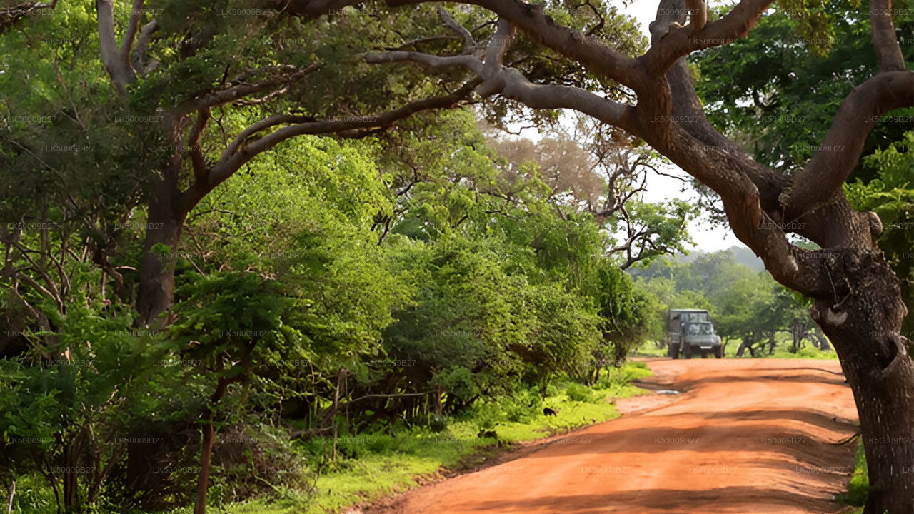 Private Tour from Weligama to Ella with Yala Safari