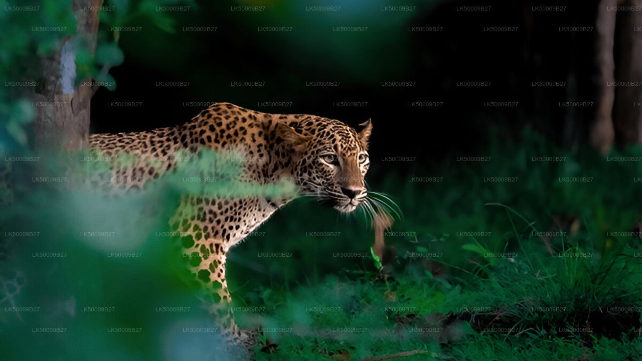 A leopard in the wild, showcasing its majestic and powerful presence amidst lush greenery.