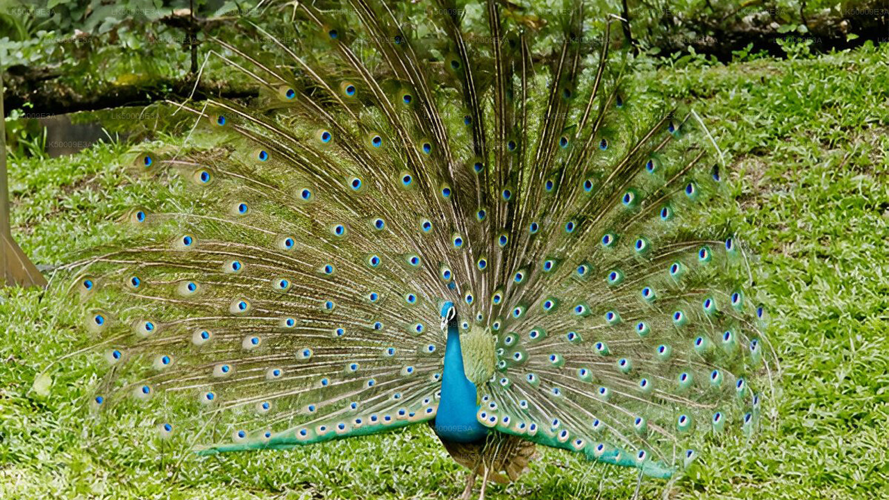 Udawalawe National Park Entrance Ticket