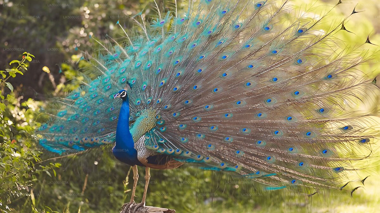 Private Tour from Unawatuna to Ella with Udawalawe Safari