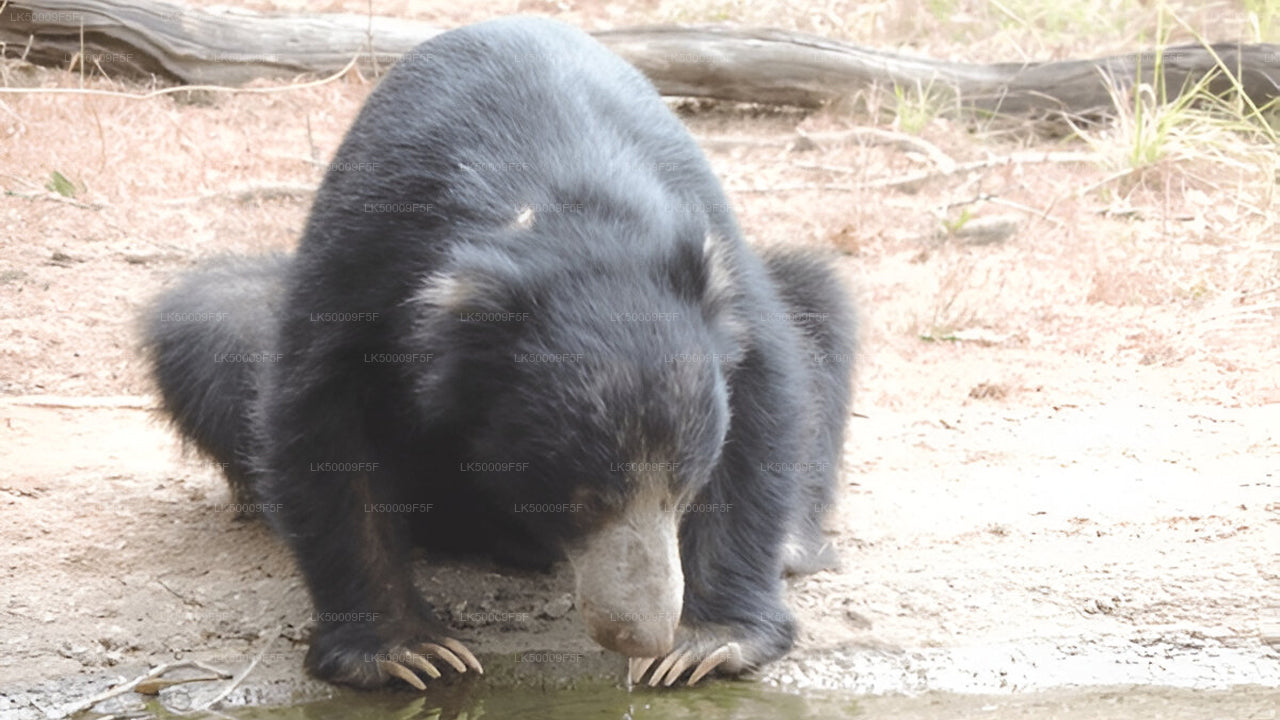 Private Tour from Ella to Mirissa with Yala Safari