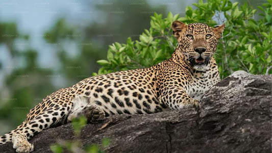 Wilpattu National Park Private Safari