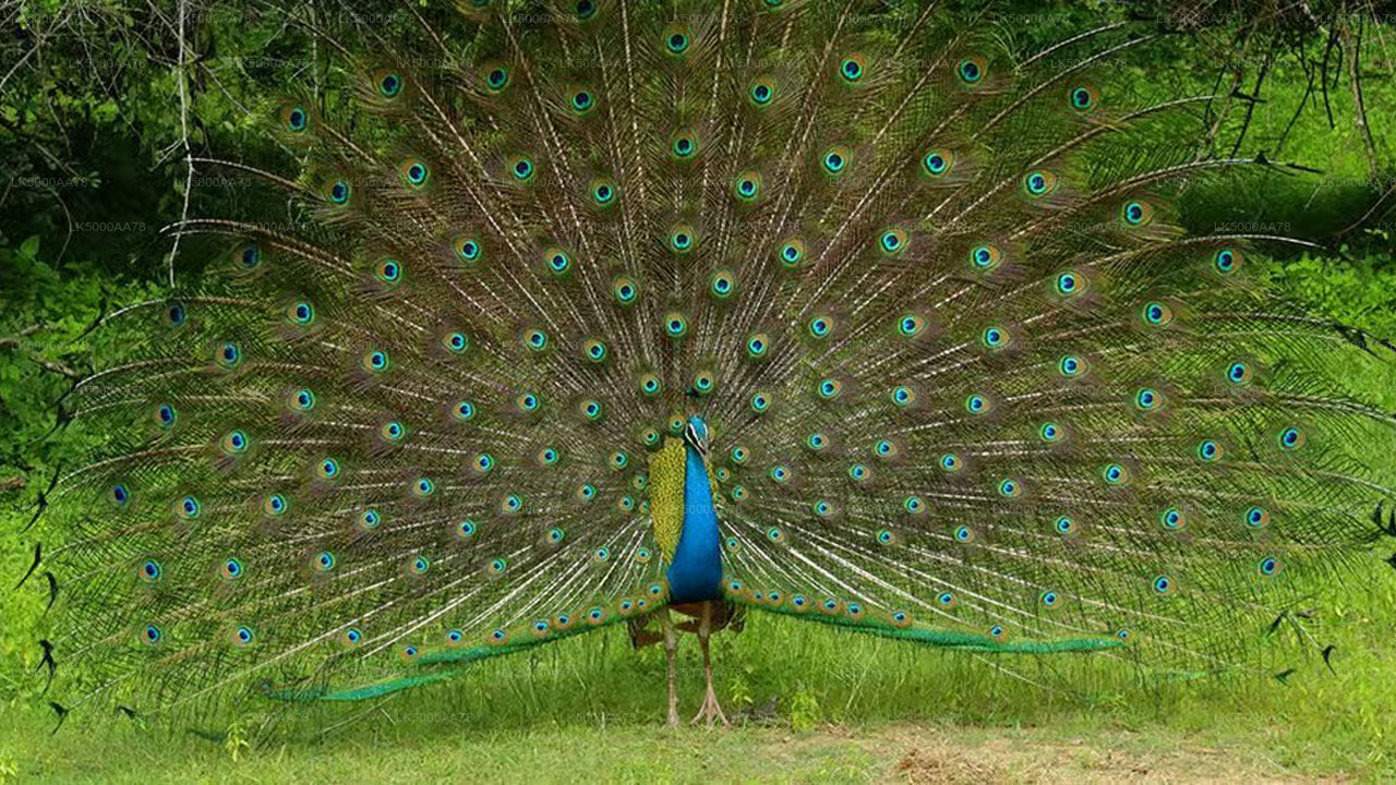 Wilpattu National Park Private Safari