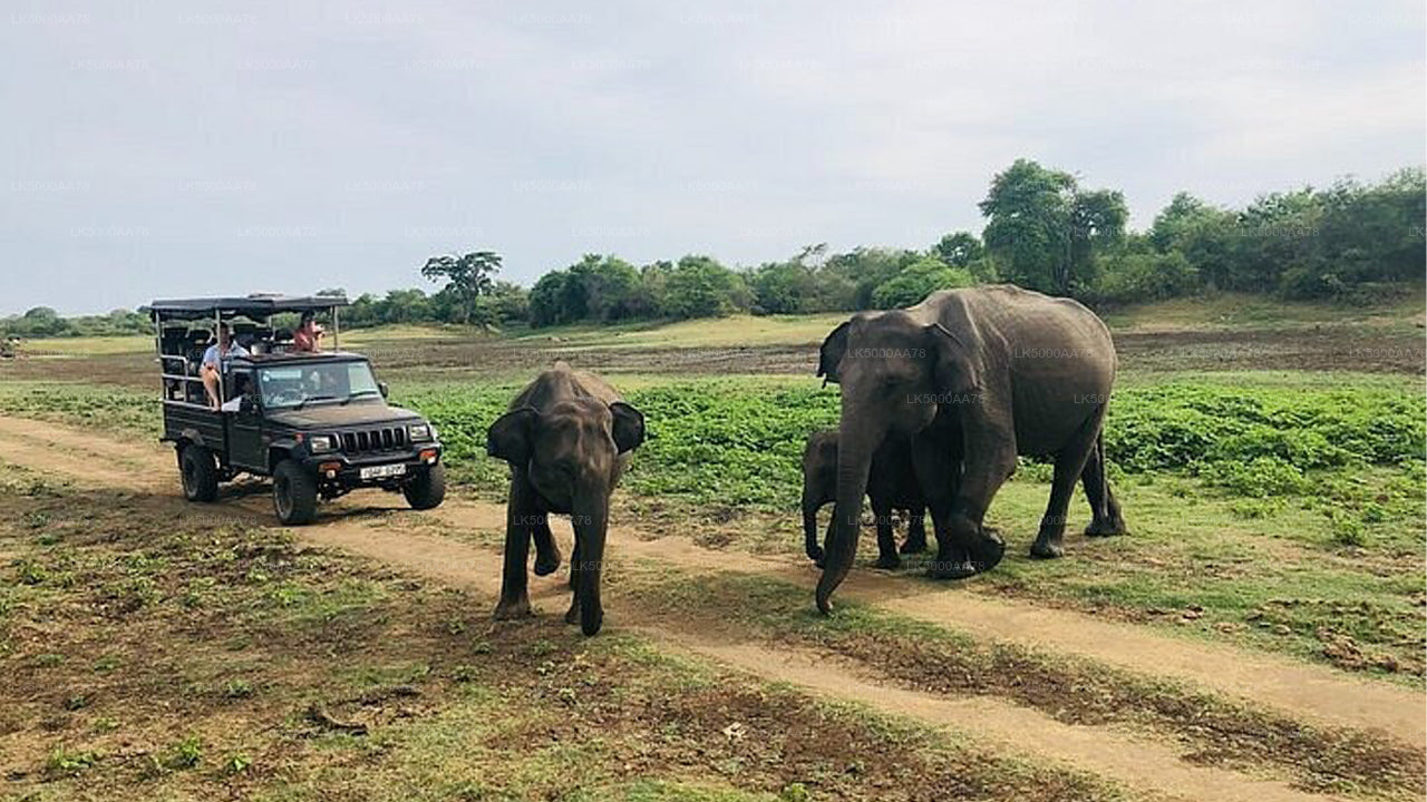 Wilpattu National Park Private Safari