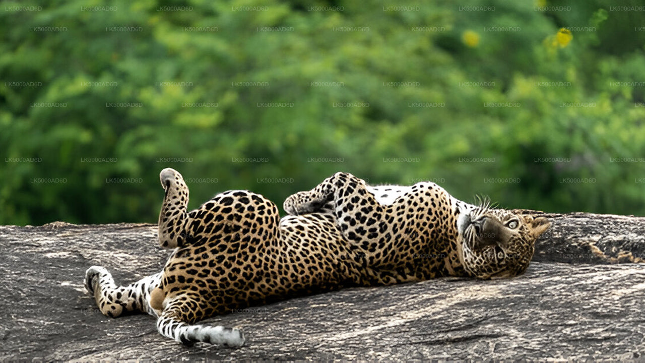 A leopard resting on a rock in Yala National Park.