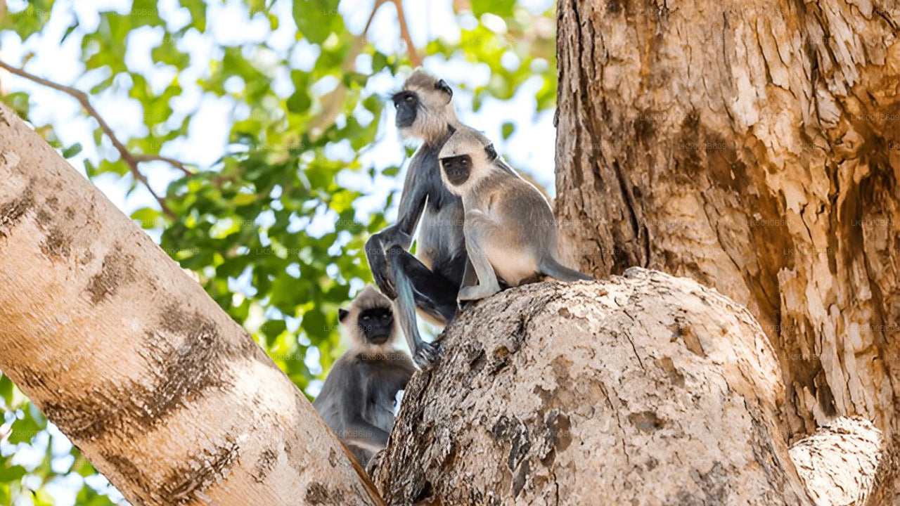 Private Tour from Ella to Unawatuna with Udawalawe Safari